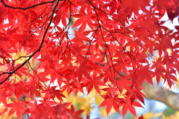 紅葉の背景