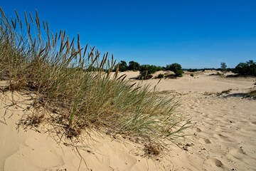 Kootwijk Netherlands - 18 September 2020 - Sand dunes in nature reserve Kootwijkerzand in the Netherlands