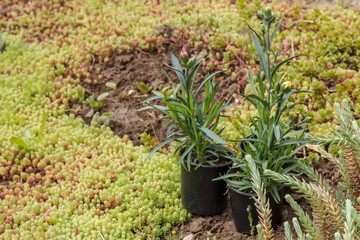 Planting cloves in a ground on a garden bed.
