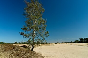 Fototapeta na wymiar Kootwijk Netherlands - 18 September 2020 - Sand dunes in nature reserve Kootwijkerzand in the Netherlands