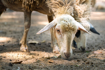 Obraz premium A white sheep is eating something on soil land in the nature environment. Animal and wildlife portrait photo.