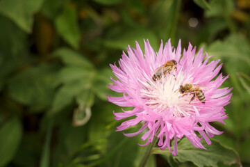 Beautiful summer flower with bees in the garden and blurred green leaves on the background