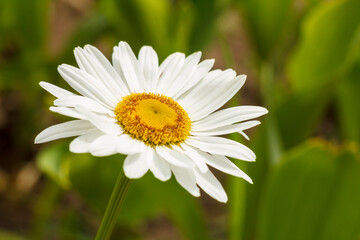 Obraz premium Bud of chamomile flower with blurred natural background