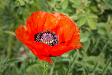 Close-up of red poppy flower in the garden.