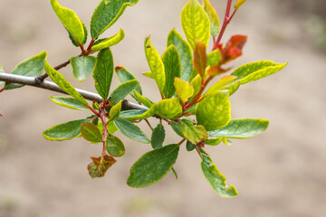 Tree branch over the blurred natural background