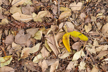 dry leaves on the ground