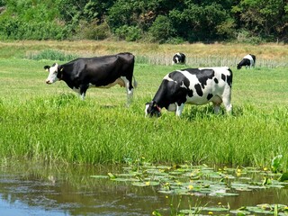 Fototapeta premium Renkum Netherlands - 29 May 2020 - Cows grazing in flood plains of Rhine near Renkum in the Netherlands
