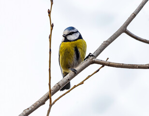 Blue tit (Parus caeruleus) Standing on a branch overgrown by moss.Dark brown diffused background....
