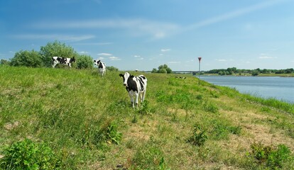 Naklejka na ściany i meble Renkum Netherlands - 29 May 2020 - Young cows in flood plains of Rhine near Renkum in the Netherlands 16
