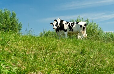 Fototapeta premium Renkum Netherlands - 29 May 2020 - Young cows in flood plains of Rhine near Renkum in the Netherlands 16