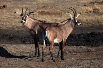 Naklejka na ściany i meble Two Roan antelopes (Hippotragus equinus) near waterholes.A pair of very rare antelopes near a muddy waterhole in a dry landscape.