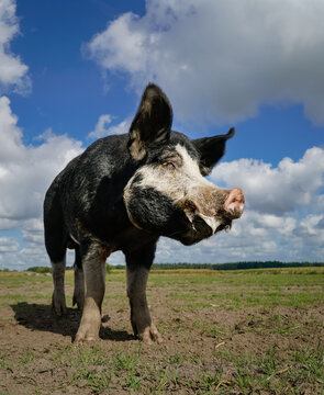 Outdoorschweinehaltung - ein Hampshire-Eber auf einer Schweineweide. Landwirtschaftliches Symbolfoto.