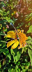Spotted Flower Mantis (Creobroter gemmatus Saussure) on a blooming Mexican sunflower (Tithonia diversifolia) with afternoon sunlight and blurred green leaves background.
