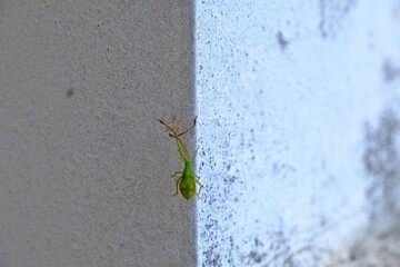 Larva of a Box Bug (Gonocerus acuteangulatus) walk on concrete wall.