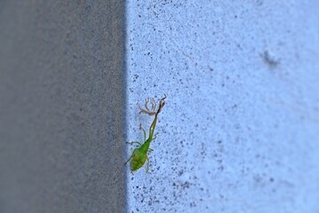 Larva of a Box Bug (Gonocerus acuteangulatus) walk on concrete wall.