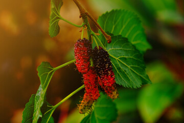 Red mulberry fruits on branch of mulberry tree.