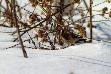 Fototapeta premium bird in the snow