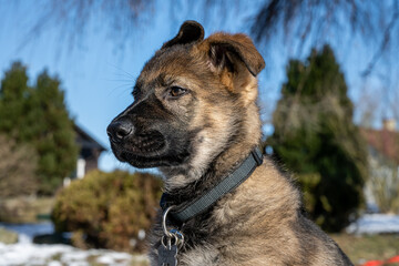 A dog portrait of a ten weeks old German Shepherd puppy. Close-up photo