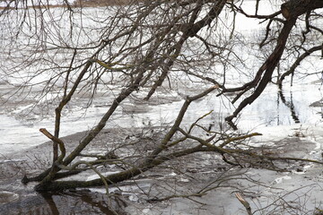Spring ice drift on the river breaks the branches of a bare tree near the shore
