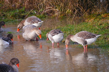 swarm of gray geese foraging for food in high water