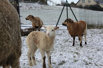 Schafe mit Lämmern im Winter bei Schnee