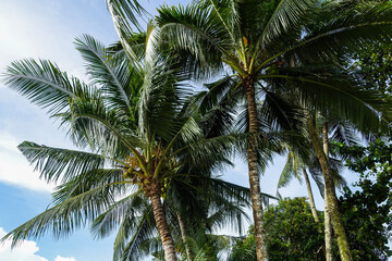 coconut trees