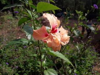 pink and yellow flower - Jaswand