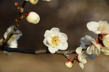 美しく咲いている白梅をクローズアップした風景