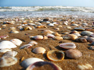 Background of wet sand and shells on the sea beach.