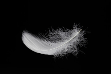 Obraz premium Soft and Light Feather Isolated on Black Background.