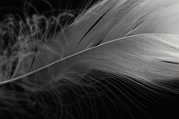 Macro Photo of White Feather on Black or Dark. Fearher Texture Line Background.