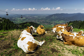 cows in the mountains