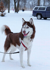 siberian husky dog in snow