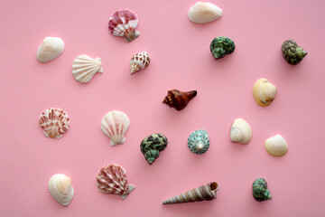 Colorful seashells on pink background, summer beach pattern