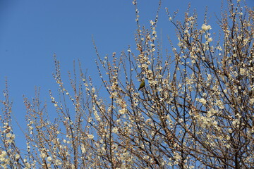 青空を背景に、満開の白い梅の花の蜜を吸うメジロ