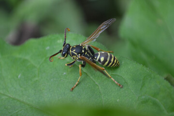 macro of a wasp