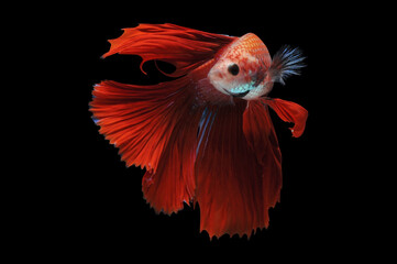 Betta fish, siamese fighting fish, betta splendens isolated on black background,
fish on black background, fish fighting, Multi color Siamese fighting fish,
