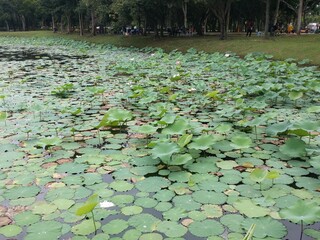 Lotus in the lake park