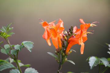 Cape honeysuckle (Tecoma capensis) flowers in a garden