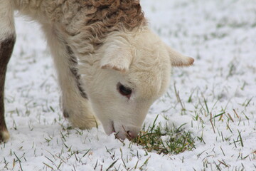 Tiere in der natur 