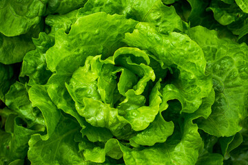 Closeup of rows of lettuce growing in the field