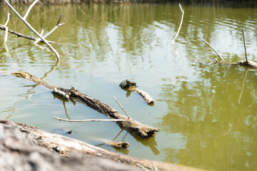 Turtles stretched out in the sun