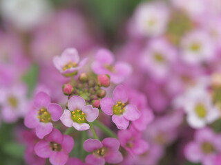 愛らしいピンクのスィートアリッサム