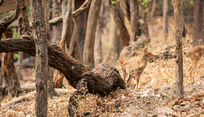 Obraz premium deer in the woods