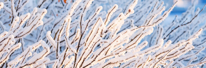 Snow and rime ice on the branches of bushes. Beautiful winter background with twigs covered with...