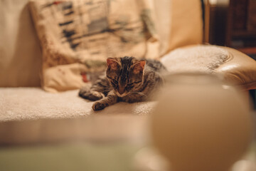 whisker cat lying on the couch in the living room cozy lazy evening at home