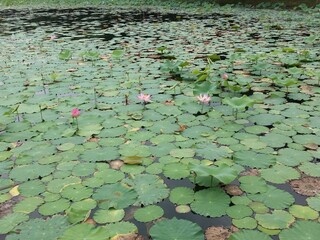 Lotus in the lake part 2