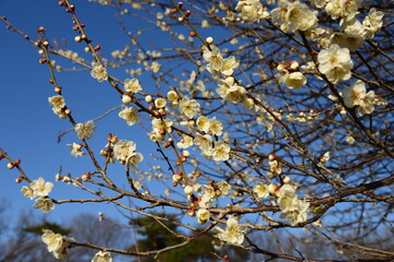 青空を背景に、美しく咲く白梅のクローズアップ