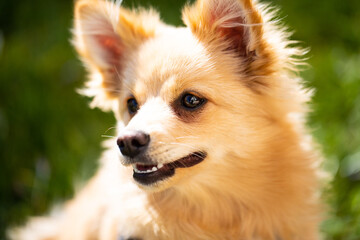 Portrait of a pomeranian