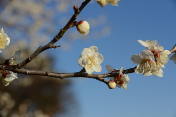 青空を背景に、美しく咲く白梅のクローズアップ